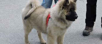 The Spectacular Paignton Championship Dog Show 2016